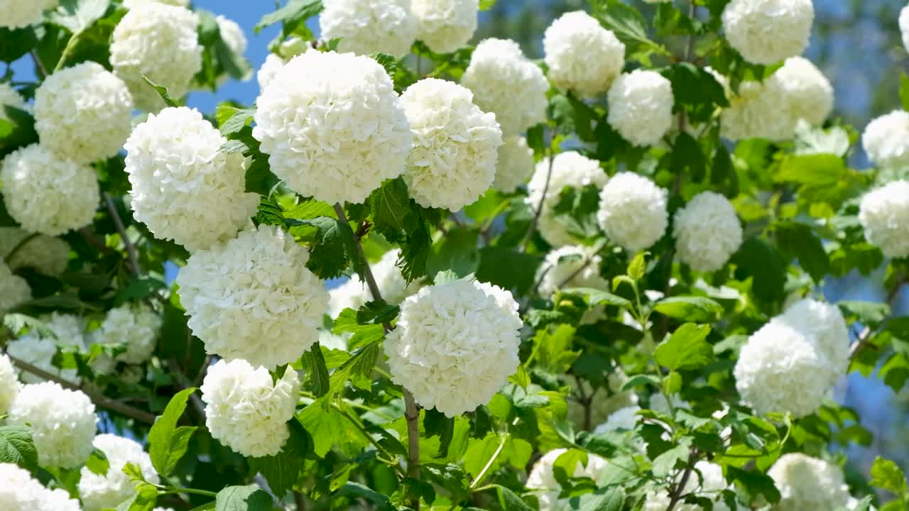 A close-up view of snowball flowers (Viburnum opulus 'Roseum') in full bloom, showcasing their perfectly round, white clusters against lush green foliage