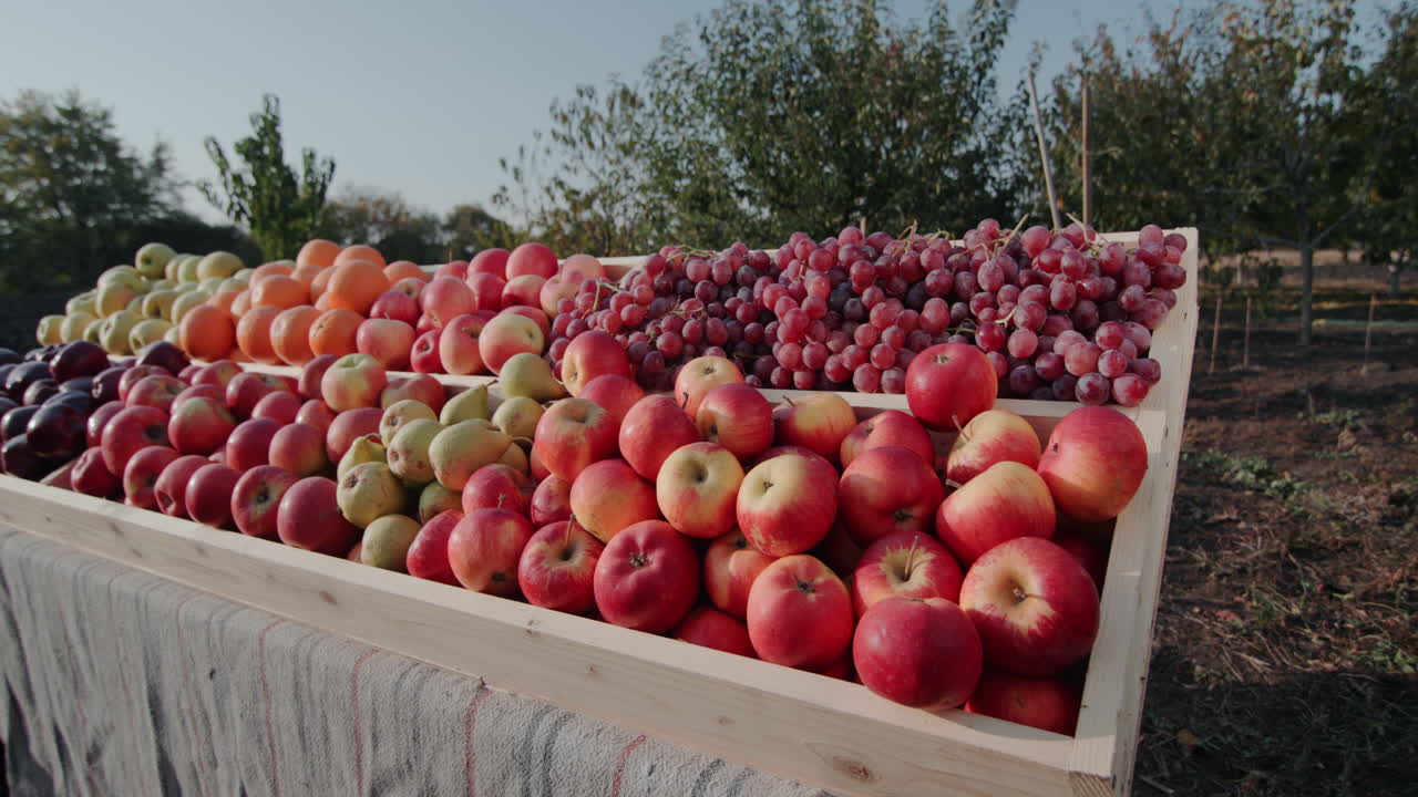 농민 시장 카운터에 잘 익은 과일 1
