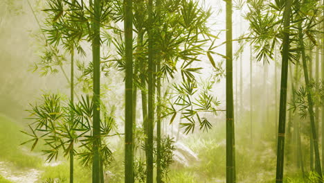 stunning view of a misty bamboo forest