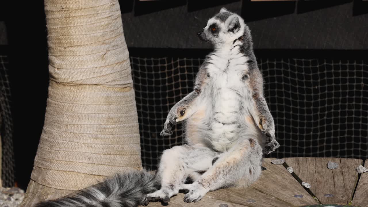 lemur sentado y moviéndose ligeramente en una plataforma