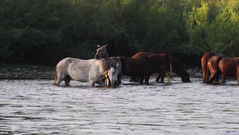 Plano-Medio-De-Caballos-Vadeando-Un-Río-Comiendo-La-Vegetación-En-El-Agua