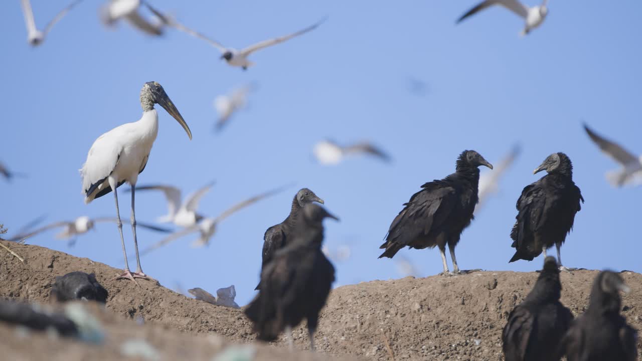 Wood Stork and Black Vultures with Seagulls