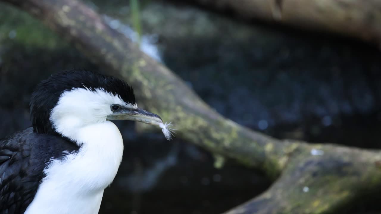 자연 서식지에서 코르모란 (cormorant) 의 털
