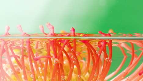 proteas de cojín bajo el agua con burbujas