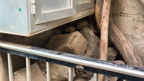 escondiendo al gato bajo el armario esperando a la mamá maullando y asustado