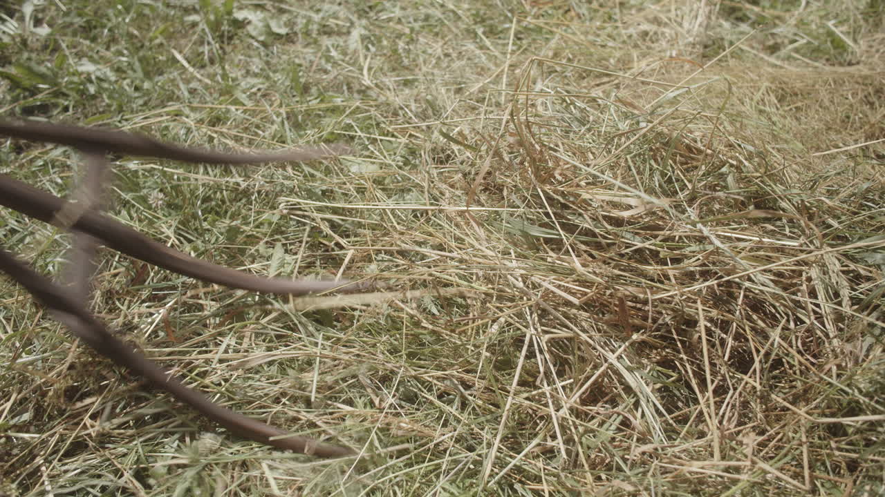 Looking down at an old rake going through hay