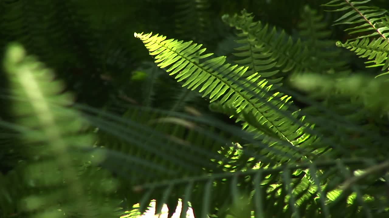 toma selectiva de helechos balanceándose en la brisa