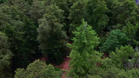 drone flies low and forward over the trees of huelgoat forest, revealing the red forest floor through gaps in the dense foliage