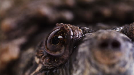 extreme macro close up of snapping turtle eyeball