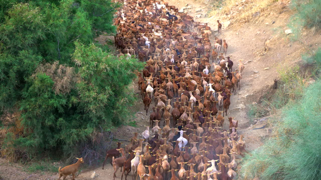un gregge di capre che corre lungo un sentiero di campagna, girato in 4k, allevando animali per il cibo