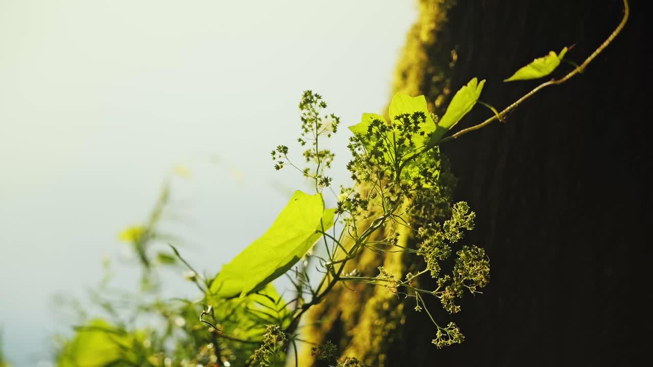 Slow motion close up of plant swaying gently, golden sunset wind near riverbank