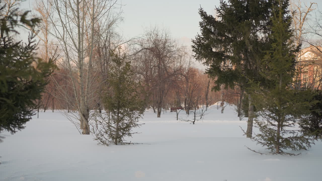 Scenic winter landscape featuring snow covered ground, scattered pine and bare trees under soft daylight, with distant building partially visible through serene quiet environment