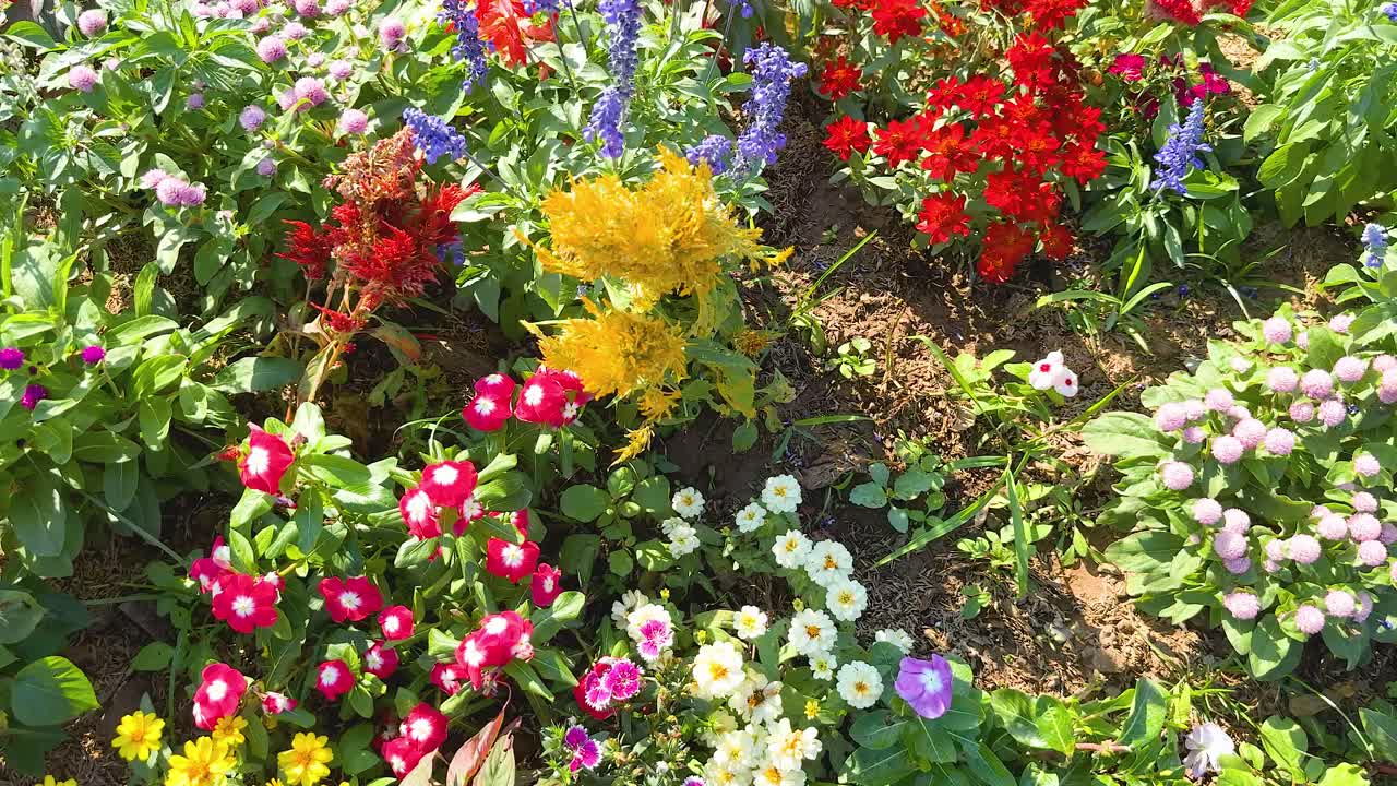 Farverige blomster blomstrer i en frodig have
