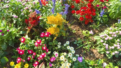 colorful flowers bloom in a lush garden