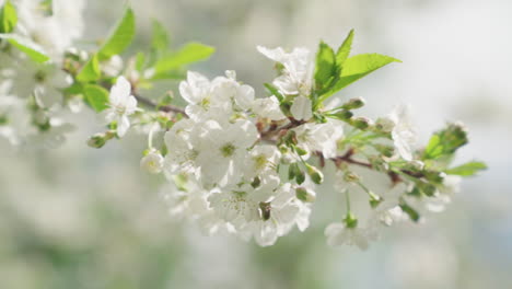 Flores-De-Manzana-Durante-La-Primavera,-En-Cámara-Lenta