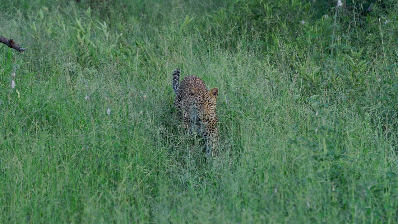 Otlardaki leopar