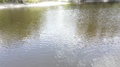 swamp-flight-over-a-very-large-alligator-floating-in-the-Myakka-River,-Florida,-USA