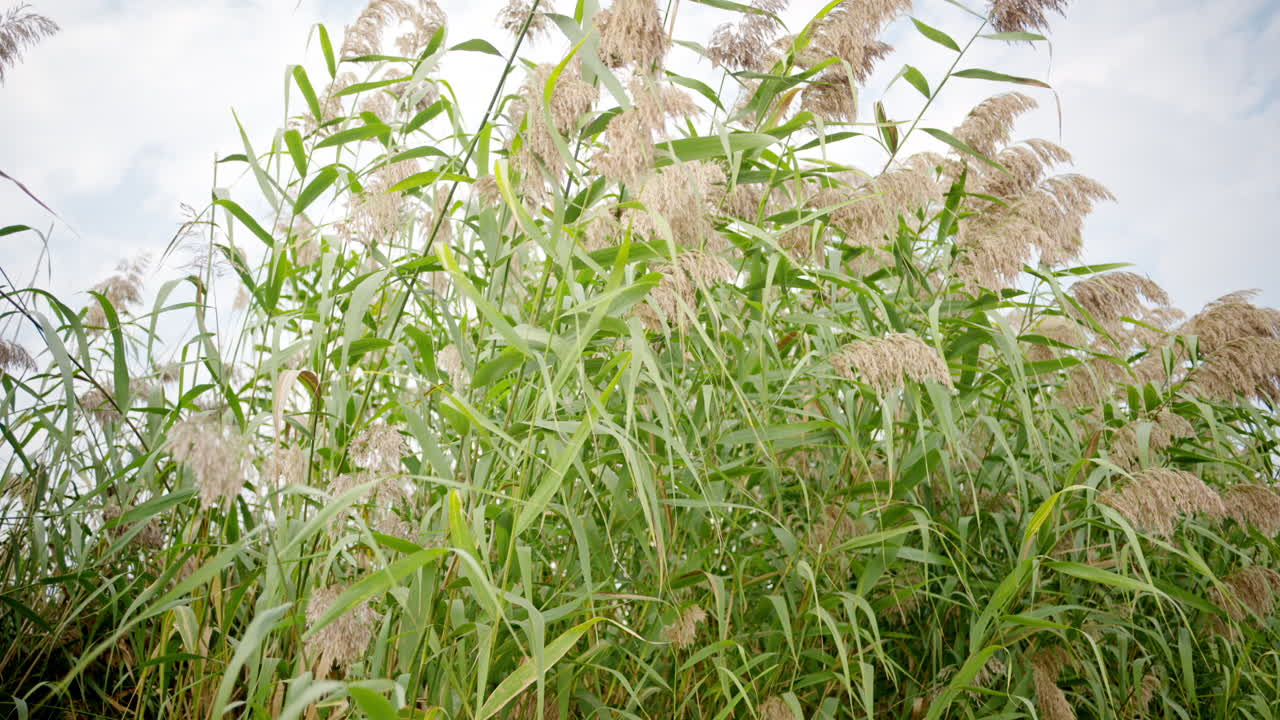 Close view of a growing reed with cloudy sky on the background