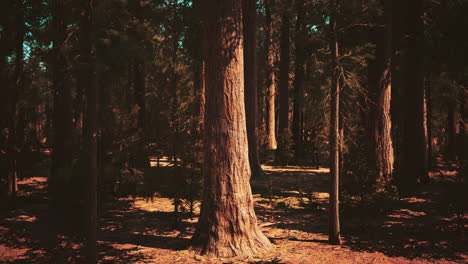 early morning sunlight in the sequoias of mariposa grove