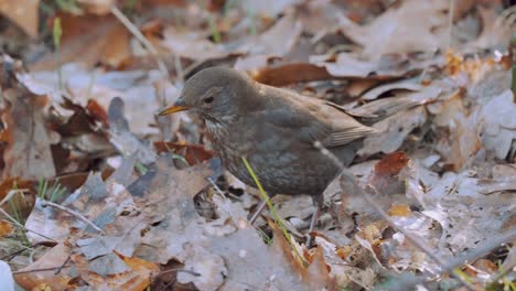 pájaro ermitaño tordo moviendo hojas con su pico, países bajos, cámara lenta