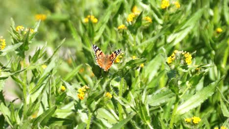 Monarch-butterfly-flying-around-yellow-flowers-in-the-desert-of-California