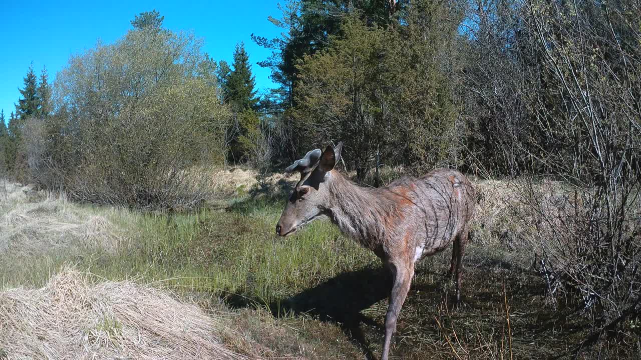 Suspicious male Red deer (Cervus elaphus) with newly grown velvet antlers. Saaremaa, Estonia.