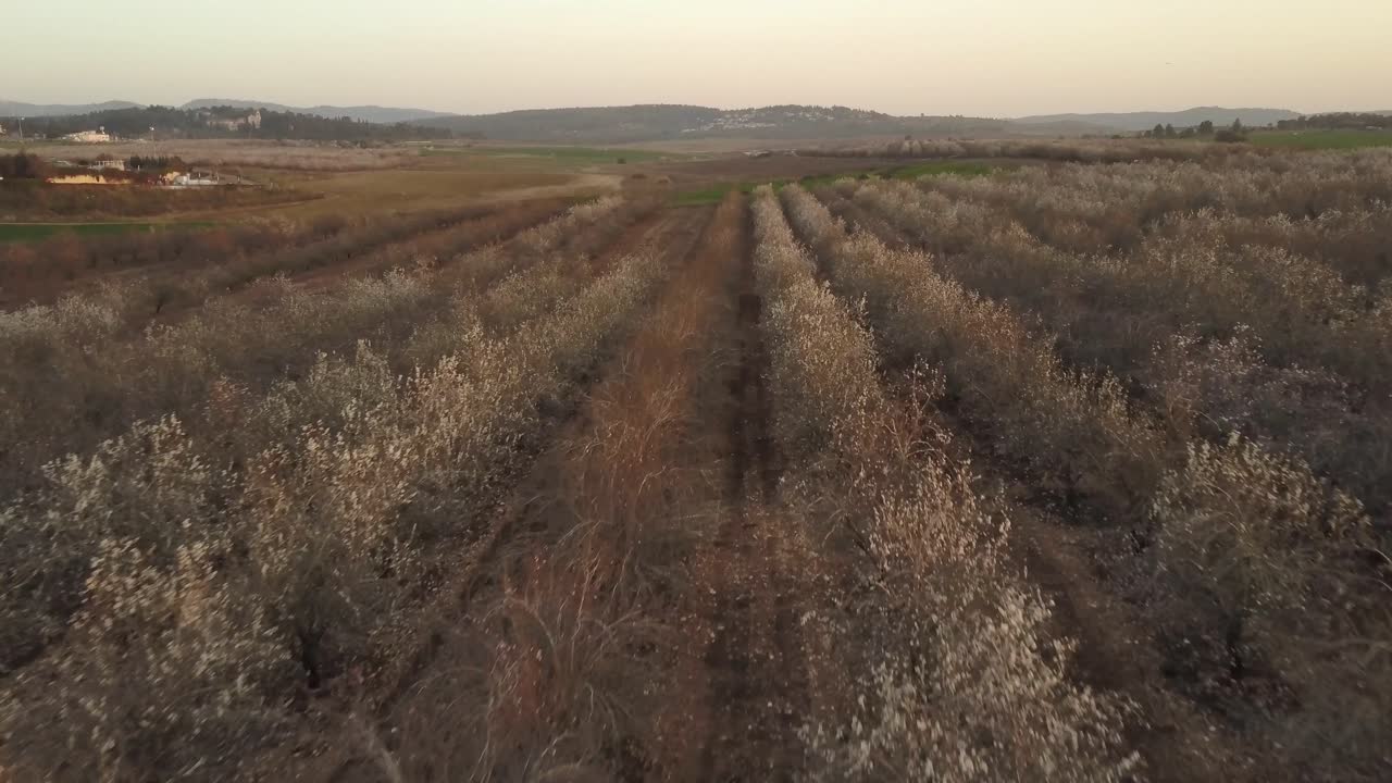 Blooming Almond Trees in Orchard - Aerial View