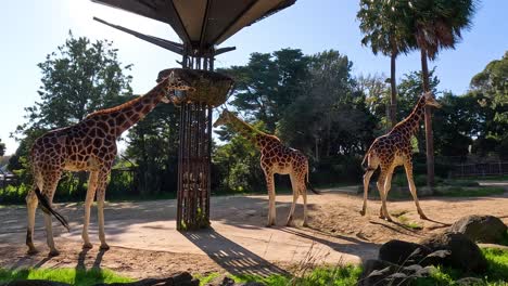 jirafas comiendo bajo una estructura sombreada