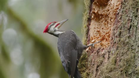 primer plano de un pájaro carpintero macho en el tronco de un árbol en busca de insectos