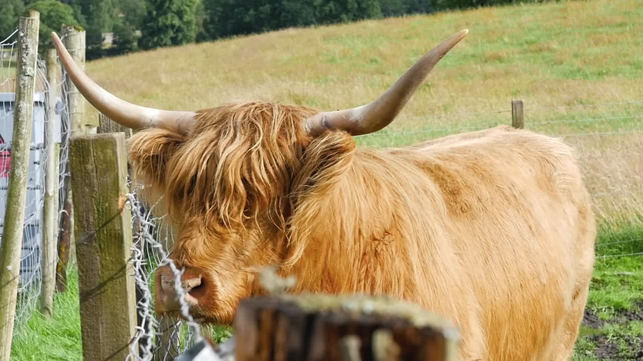 Immagine fissa di una mucca Highland rustica in piedi vicino a una recinzione di filo spinato nelle Highlands scozzesi, Scozia, Regno Unito 1920x1080 HD.