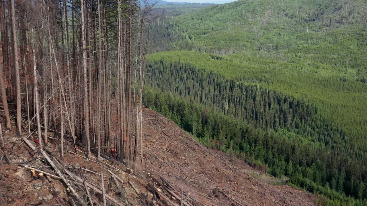 Tree Feller at Work: Aerial View of Spruce Logging in BC