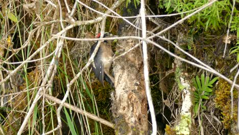 un pájaro carpintero picoteando una rama dentro de un matorral de árboles y musgo