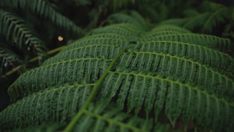 Vibrant-green-plant-branch-growing-in-forestry-area,-close-up-dolly-backward-view