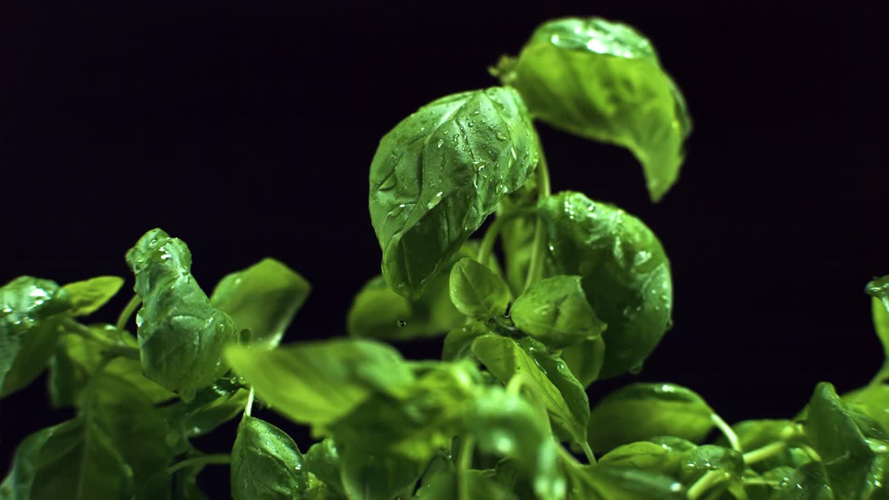 water drops falling on basil leaf super slow motion 4k