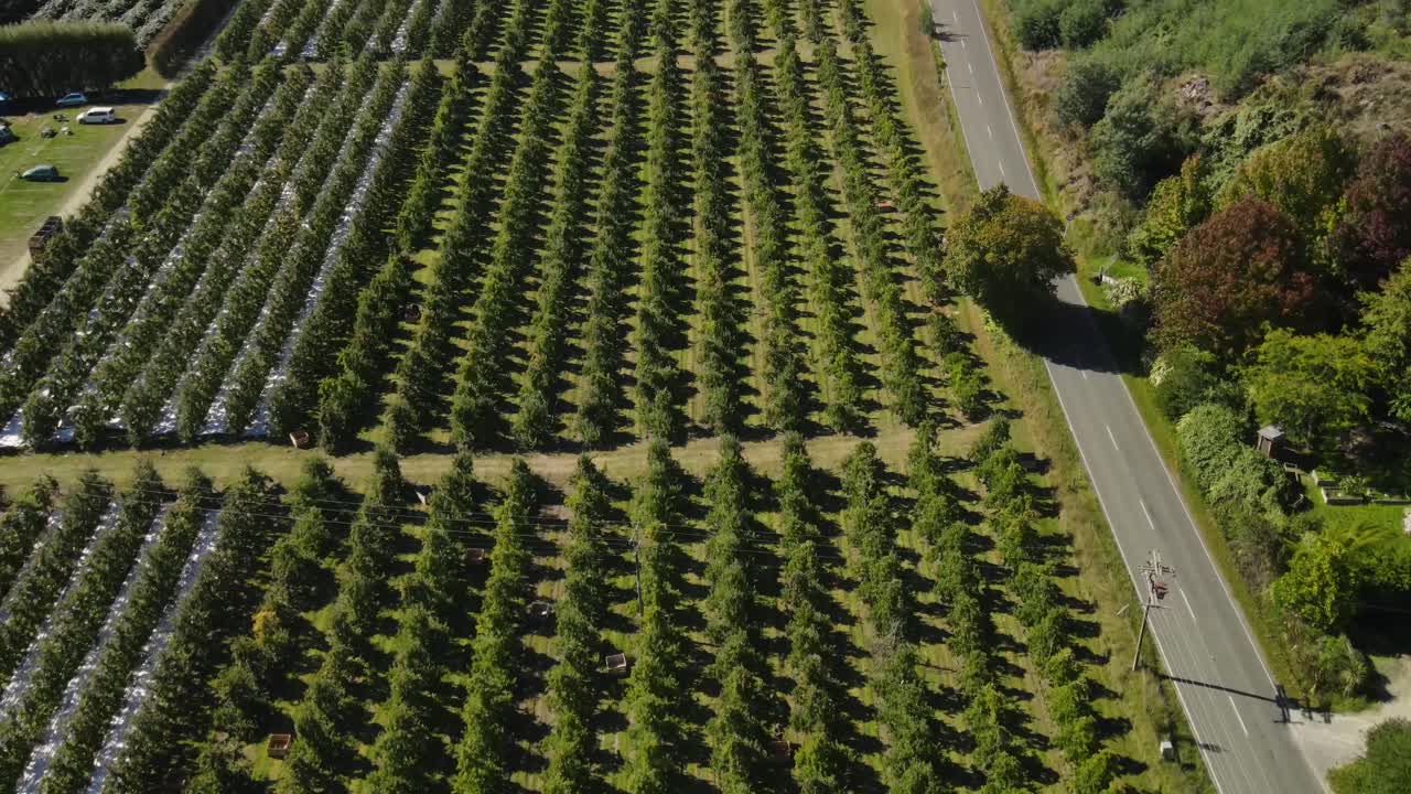 사과 과수원 은 수확 되고 있으며, 나무 들 은 줄지어 있다