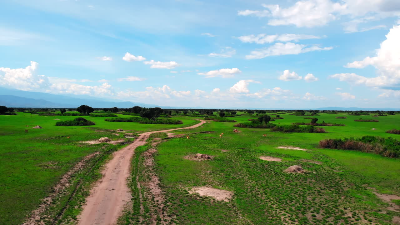 Vista aérea de la sabana africana con camino de tierra y antílopes pastando