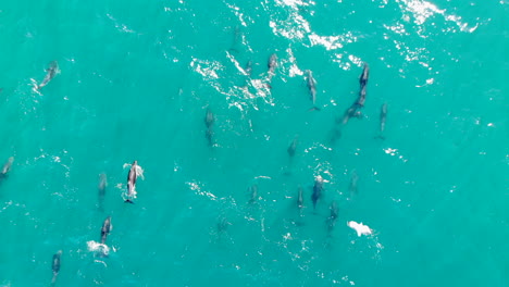 aerial school dolphins jumping 4k drone shot new zealand