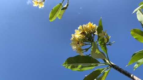 beautiful yellow plumeria or frangipani flower swaying in the wind against blue sky with copy space