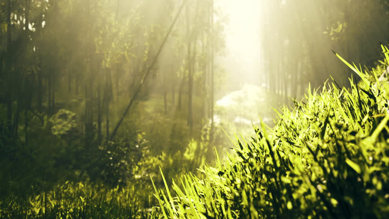 Soft sunlight filters through trees near lush grass and a winding stream
