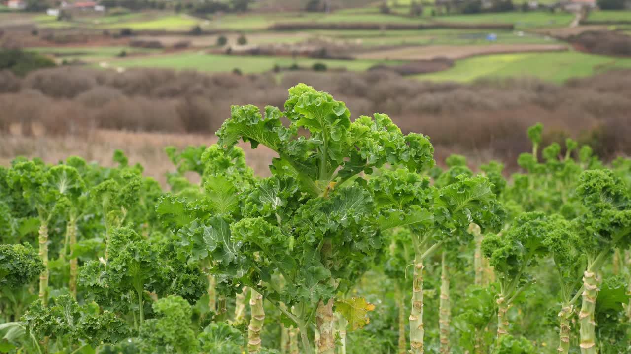 plantas de col rizada en plantaciones de hortalizas con paisajes de fondo
