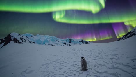 penguin in front of the northern lights in antarctica