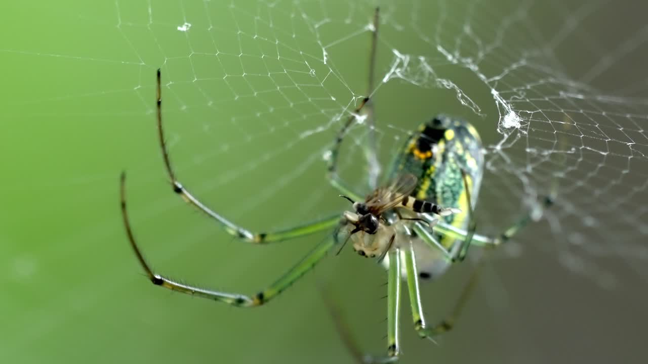 Extreme Close-Up, Orchard Spider Eats its Prey, Weaving Delicate Silk Web
