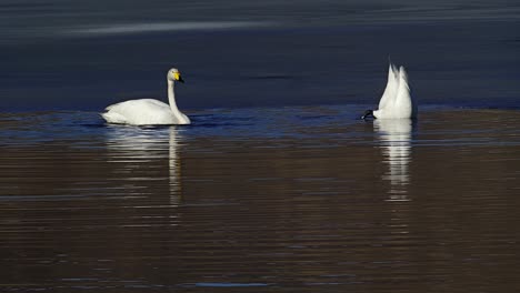 los cisnes en la primavera
