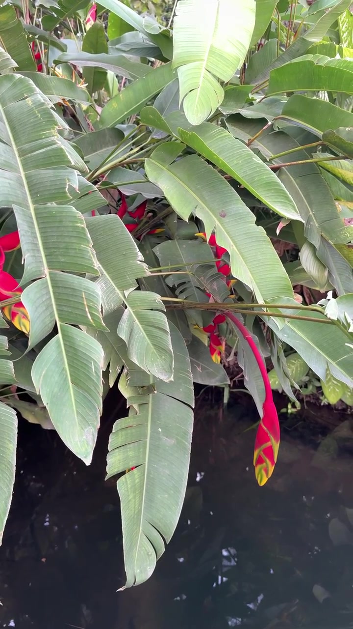 Fiori di Heliconia pendenti che si affacciano su un ruscello calmo