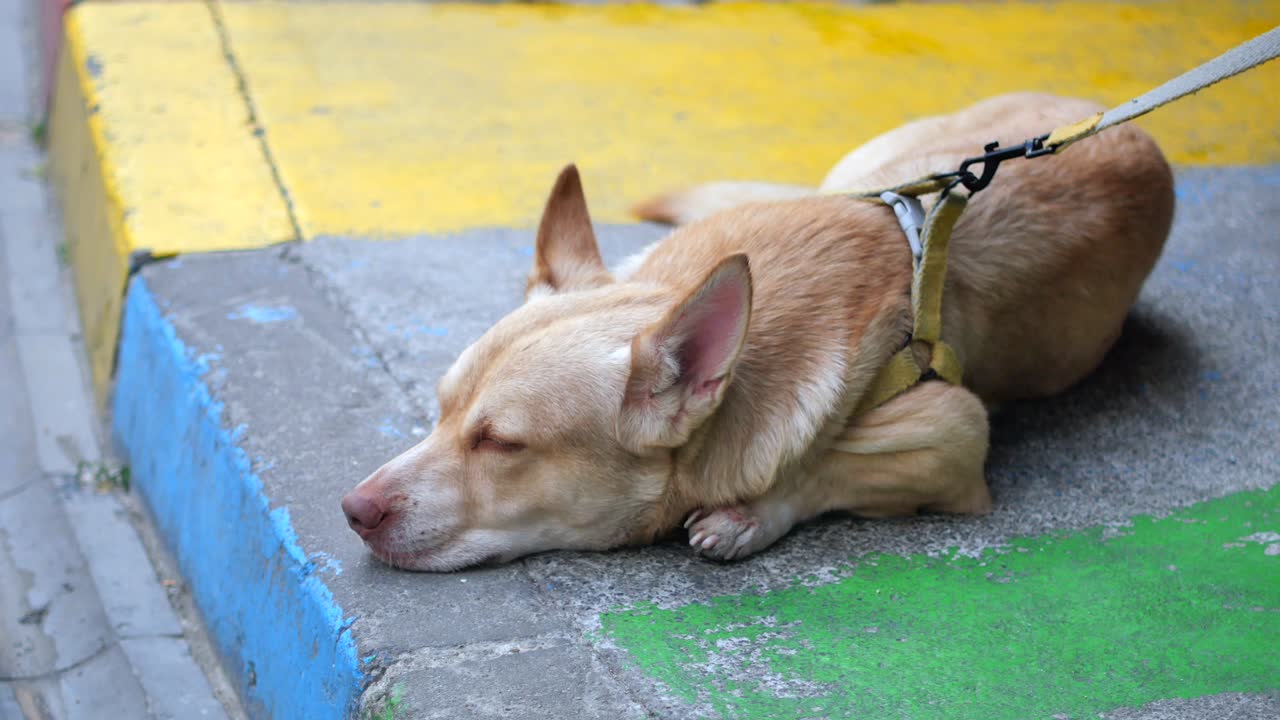 Dog sleeping on the sidewalk