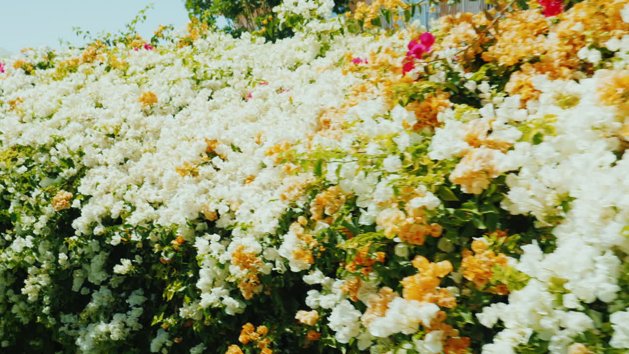 열대 리조트의 밝은 꽃 덤불