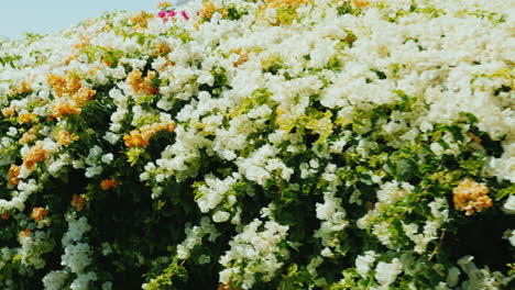 bright flowering bushes in a tropical resort