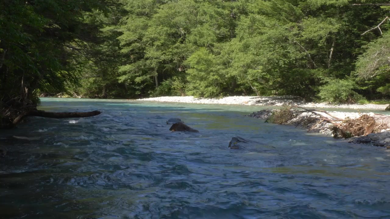 Il fiume Azusa scorre tra tronchi caduti e fitti boschi verdi a Kamikochi, Parco Nazionale Chubu-Sangaku, Nagano, Giappone. Inquadratura statica.