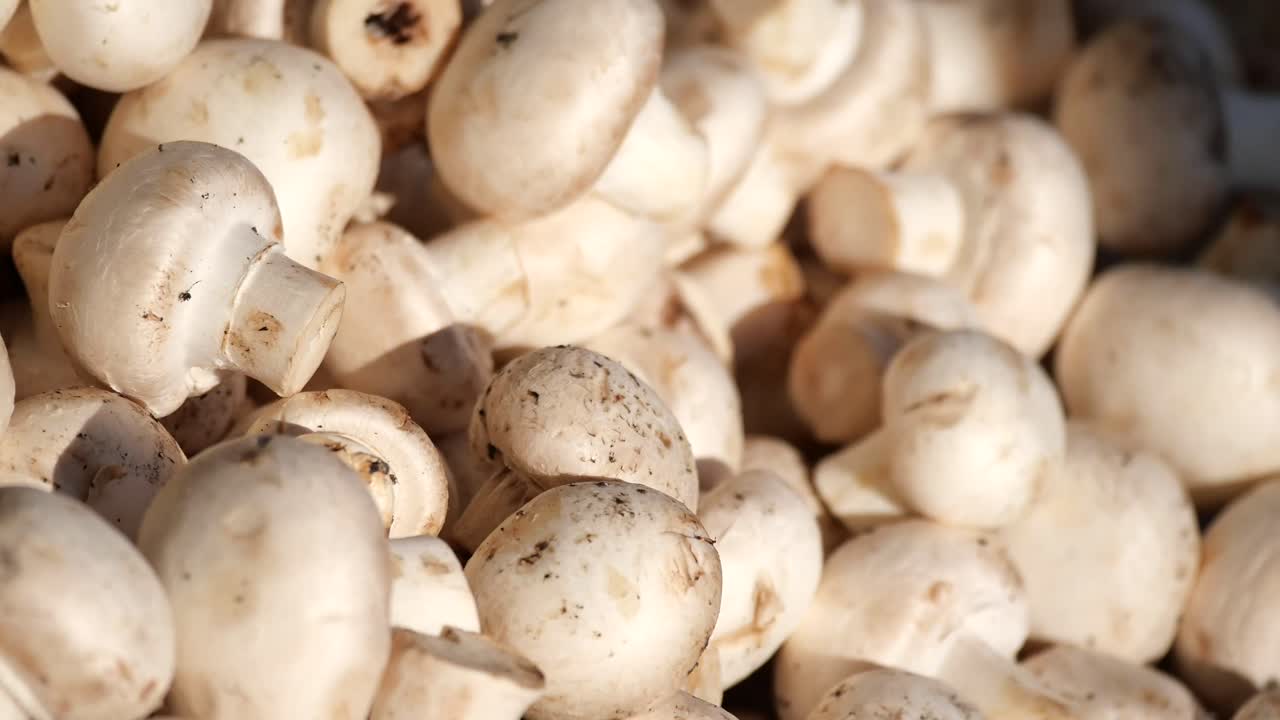 un montón de setas blancas