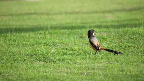 Neuntöter-Oder-Schwarzkopfwürger-Suchen-Auf-Der-Grasfläche-Des-Golfkurses-Nach-Nahrung